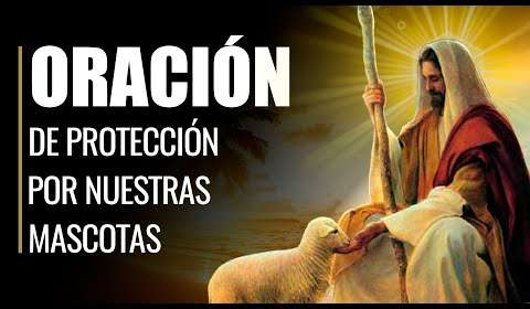 Oración a San Antonio por los animales: Bendice a tus mascotas y protege a los animales del mundo